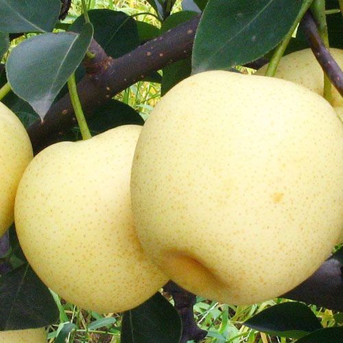 黃金梨